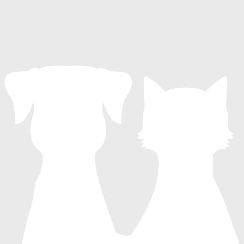 Comment offrir à son chat d’intérieur un accès sécurisé à l’extérieur ?