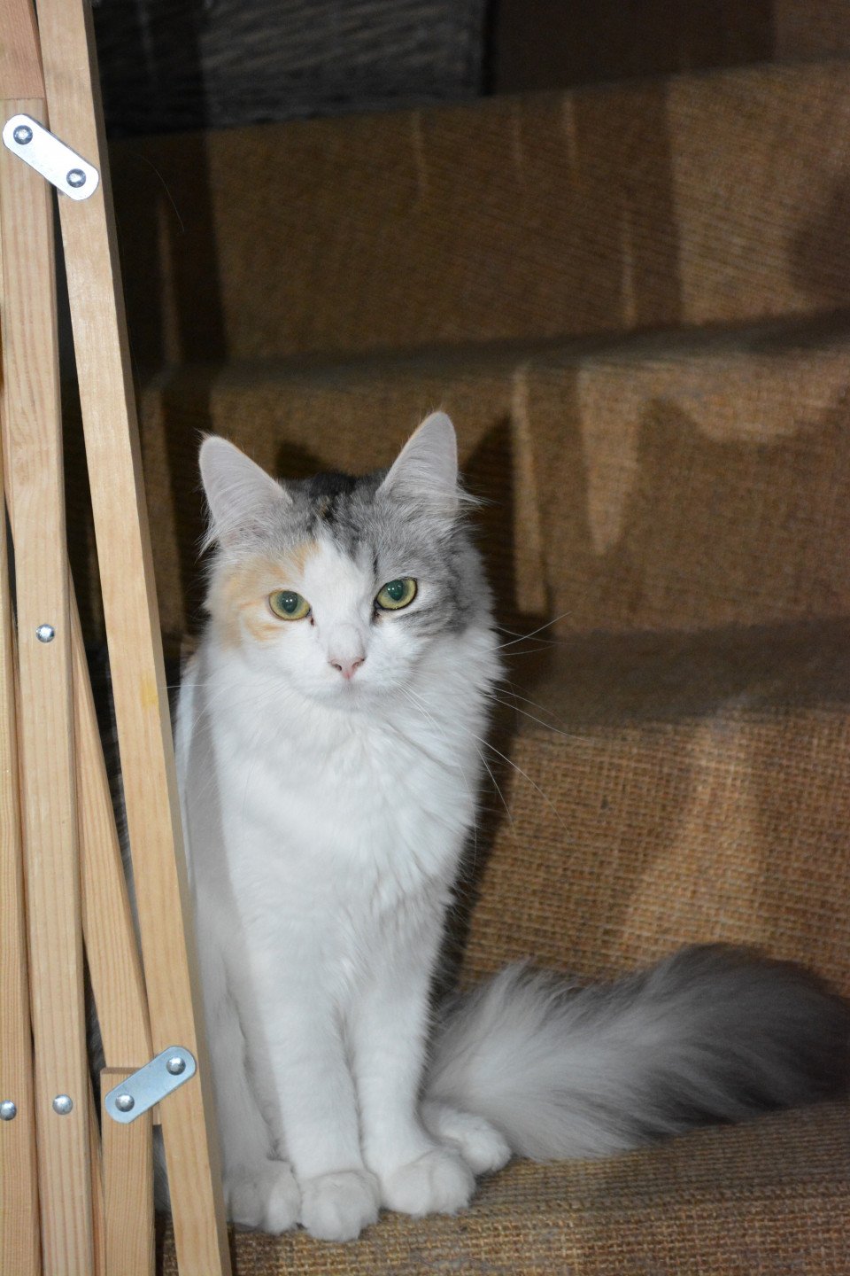 Elodea Chat Siberien Yvelines La Chatterie Ovilloise