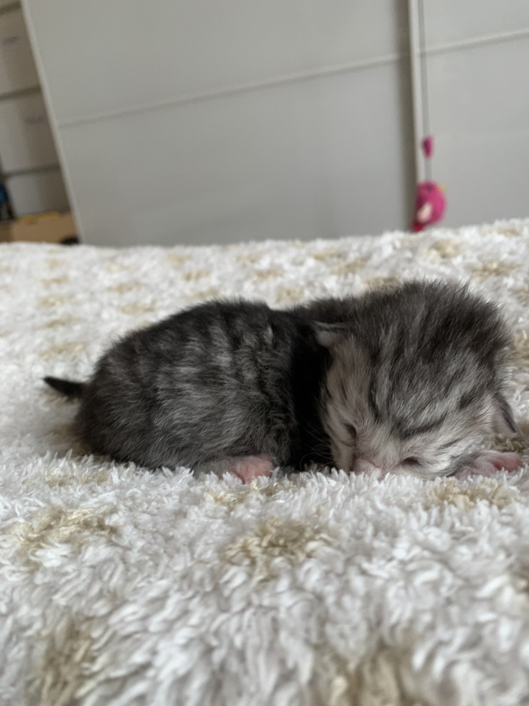 Portée Yuzu Gaston 2021 Zirnitra White Witch Sibérien black silver