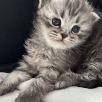 chaton Sibérien black silver mackerel tabby La Chatterie Ovilloise