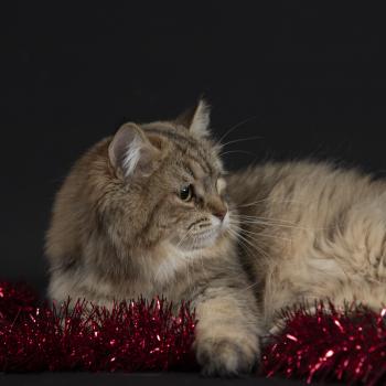 chat Sibérien brown tortie mackerel tabby Xérès Elevage chats sibériens Chatterie Ovilloise - Comportementaliste félin