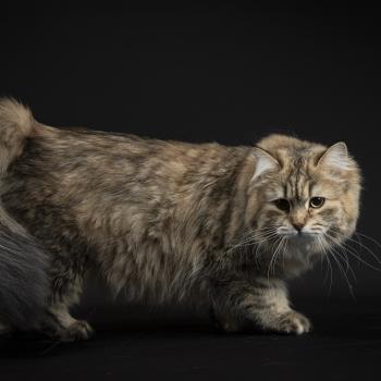 chat Sibérien brown tortie mackerel tabby Xérès Elevage chats sibériens Chatterie Ovilloise - Comportementaliste félin