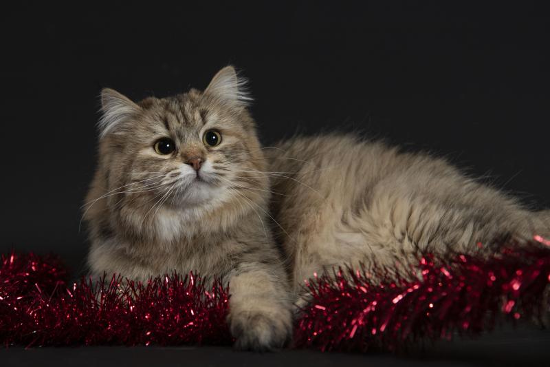 Xérès de l'Ovilloise Femelle Sibérien