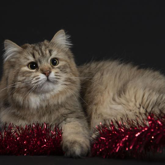 Xérès de l'Ovilloise Femelle Sibérien