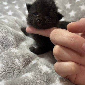 chaton Sibérien black La Chatterie Ovilloise