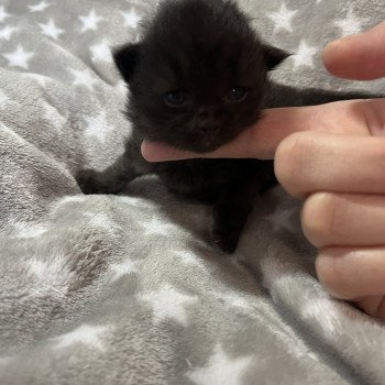 chaton Sibérien black Zorro La Chatterie Ovilloise