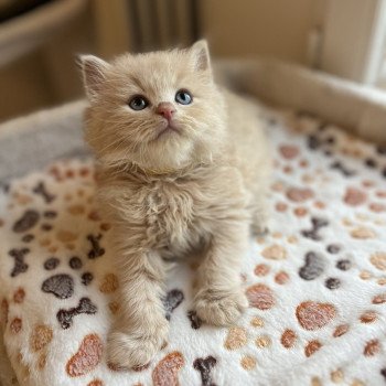 chaton Sibérien cream Wasabi La Chatterie Ovilloise