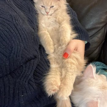 chaton Sibérien cream Zéthès - Wasabi Comportementaliste félin - Élevage chats sibériens