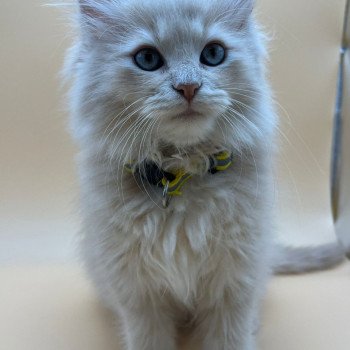 chaton Sibérien cream Zéthès - Wasabi Comportementaliste félin - Élevage chats sibériens