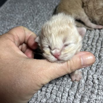 chaton Sibérien cream Winnie La Chatterie Ovilloise