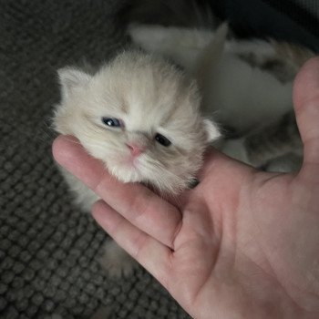 chaton Sibérien cream Winnie La Chatterie Ovilloise