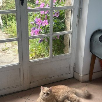 chaton Sibérien cream Winnie Comportementaliste félin - Élevage chats sibériens