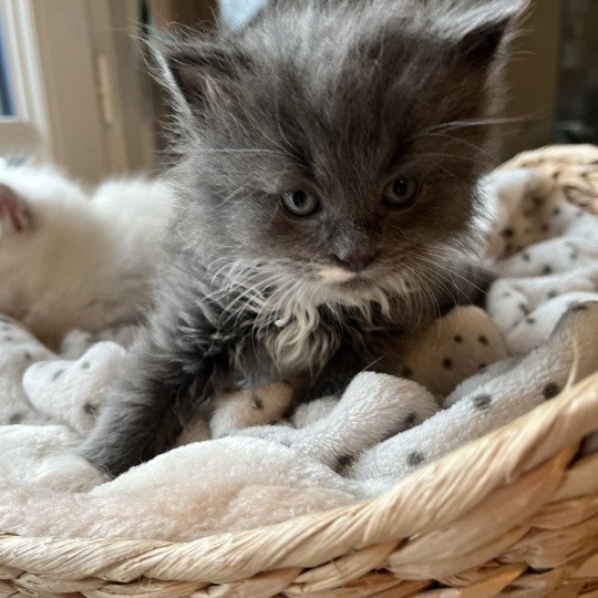 Wally de l'Ovilloise Mâle Sibérien