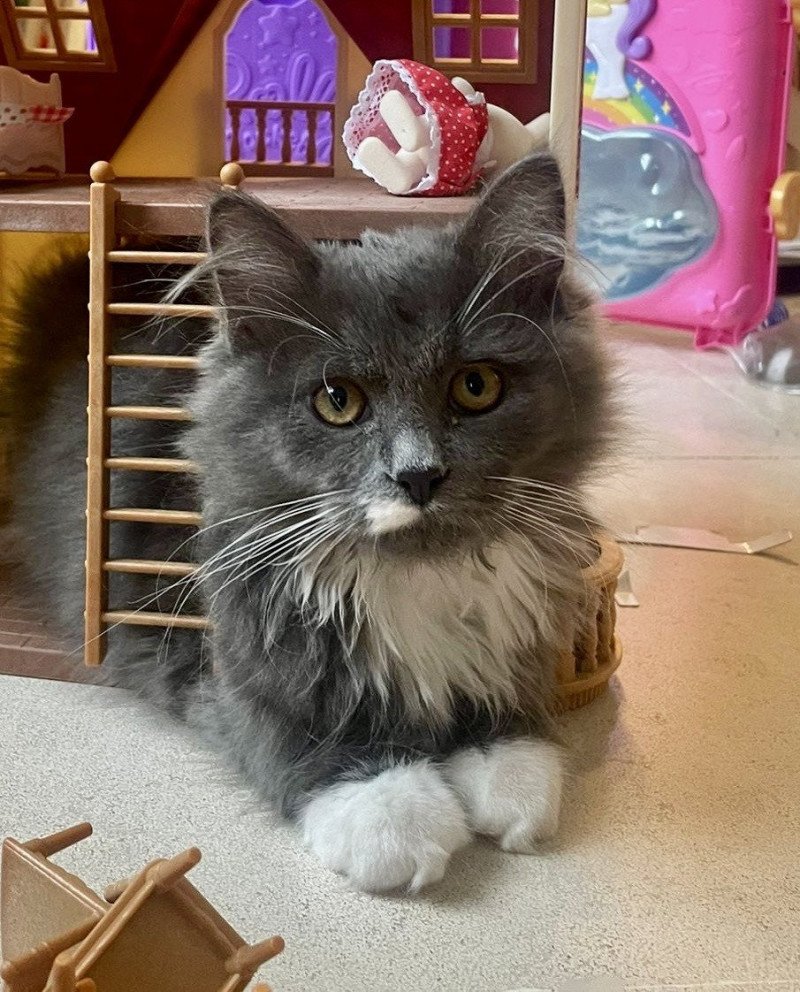 Wally de l'Ovilloise Mâle Sibérien