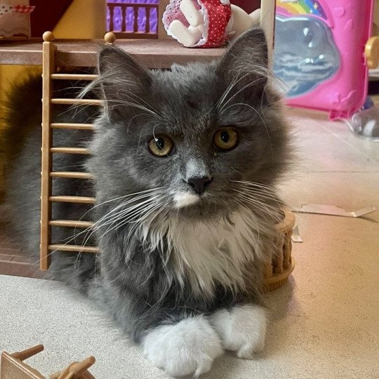 Wally de l'Ovilloise Mâle Sibérien