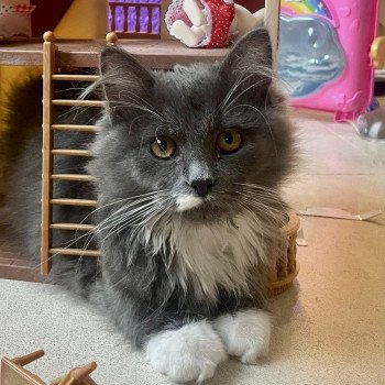 chaton Sibérien blue bicolor & blanc Wally Comportementaliste félin - Élevage chats sibériens