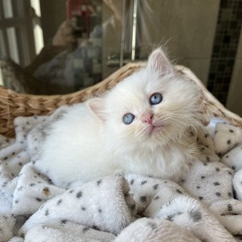 chaton Sibérien cream point & blanc Wanda La Chatterie Ovilloise