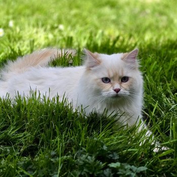 chaton Sibérien cream silver tabby point Yris Comportementaliste félin - Élevage chats sibériens