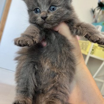 chaton Sibérien blue La Chatterie Ovilloise - Comportementaliste félin et élevage familial de chats sibériens chaton Sibérien blue La Chatterie Ovilloise - Comportementaliste félin et élevage familial de chats sibériens