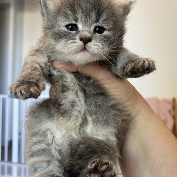chaton Sibérien blue tortie tabby La Chatterie Ovilloise - Comportementaliste félin et élevage familial de chats sibériens