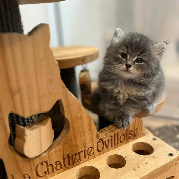 chaton Sibérien blue tortie tabby Nana Comportementaliste félin - Élevage chats sibériens chaton Sibérien blue tortie tabby Nana Comportementaliste félin - Élevage chats sibériens