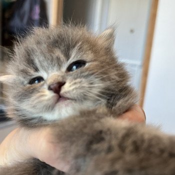 chaton Sibérien blue tabby La Chatterie Ovilloise - Comportementaliste félin et élevage familial de chats sibériens