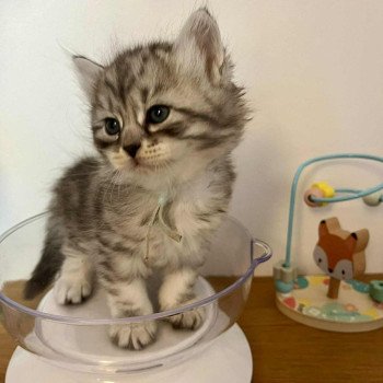 chaton Sibérien black silver mackerel tabby Comportementaliste félin - Élevage chats sibériens