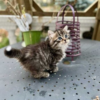 chaton Sibérien brown mackerel tabby & blanc Comportementaliste félin - Élevage chats sibériens