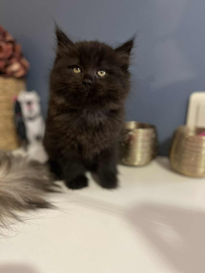 Apollon de l'Ovilloise Mâle Sibérien