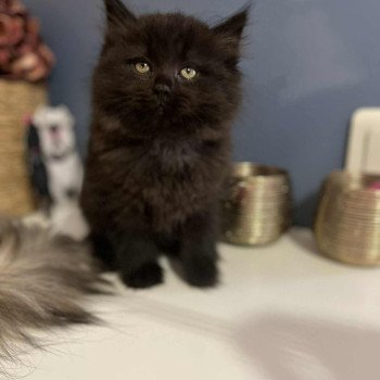 chaton Sibérien black Comportementaliste félin - Elevage chats sibériens
