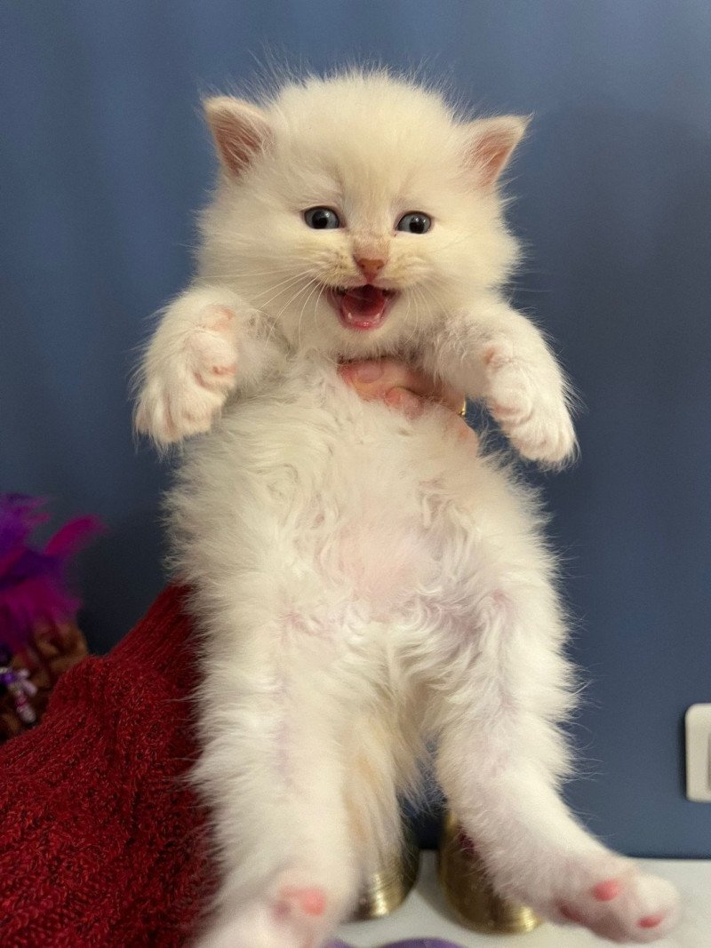 Neva de l'Ovilloise Mâle Sibérien