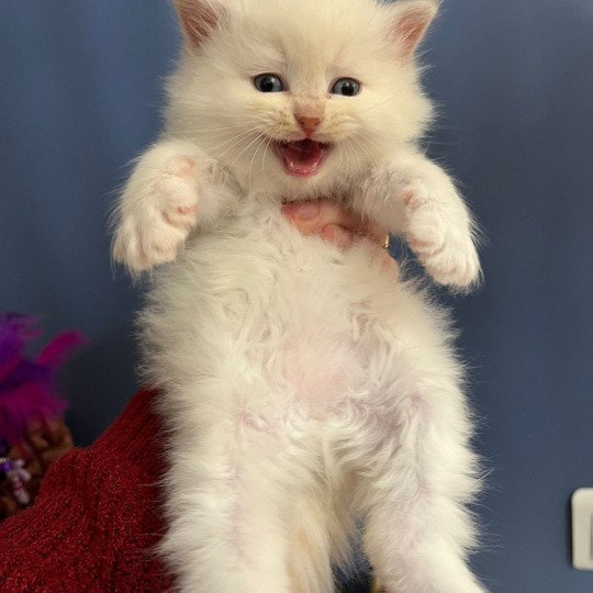 Arlo II de l'Ovilloise Mâle Sibérien