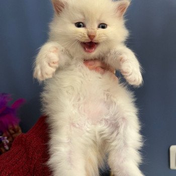 chaton Sibérien cream point Comportementaliste félin - Elevage chats sibériens