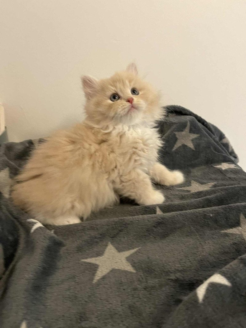 Caline de l'Ovilloise Femelle Sibérien