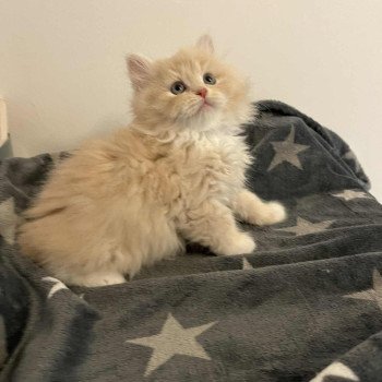 chaton Sibérien Comportementaliste félin - Elevage chats sibériens