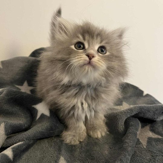 Collier noir de l'Ovilloise Femelle Sibérien