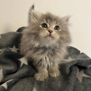 chaton Sibérien Comportementaliste félin - Elevage chats sibériens