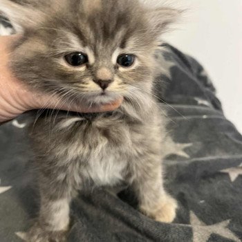 chaton Sibérien Comportementaliste félin - Elevage chats sibériens