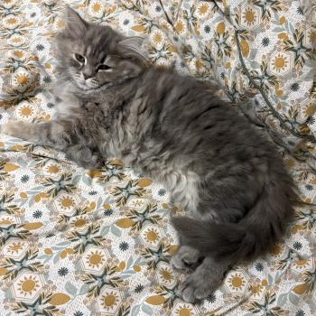 chaton Sibérien blue tortie tabby Nevada Elevage chats sibériens Chatterie Ovilloise - Comportementaliste félin