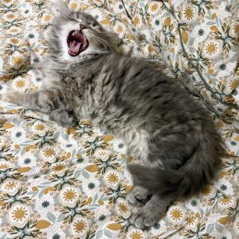 chaton Sibérien blue tortie tabby Nevada Elevage chats sibériens Chatterie Ovilloise - Comportementaliste félin