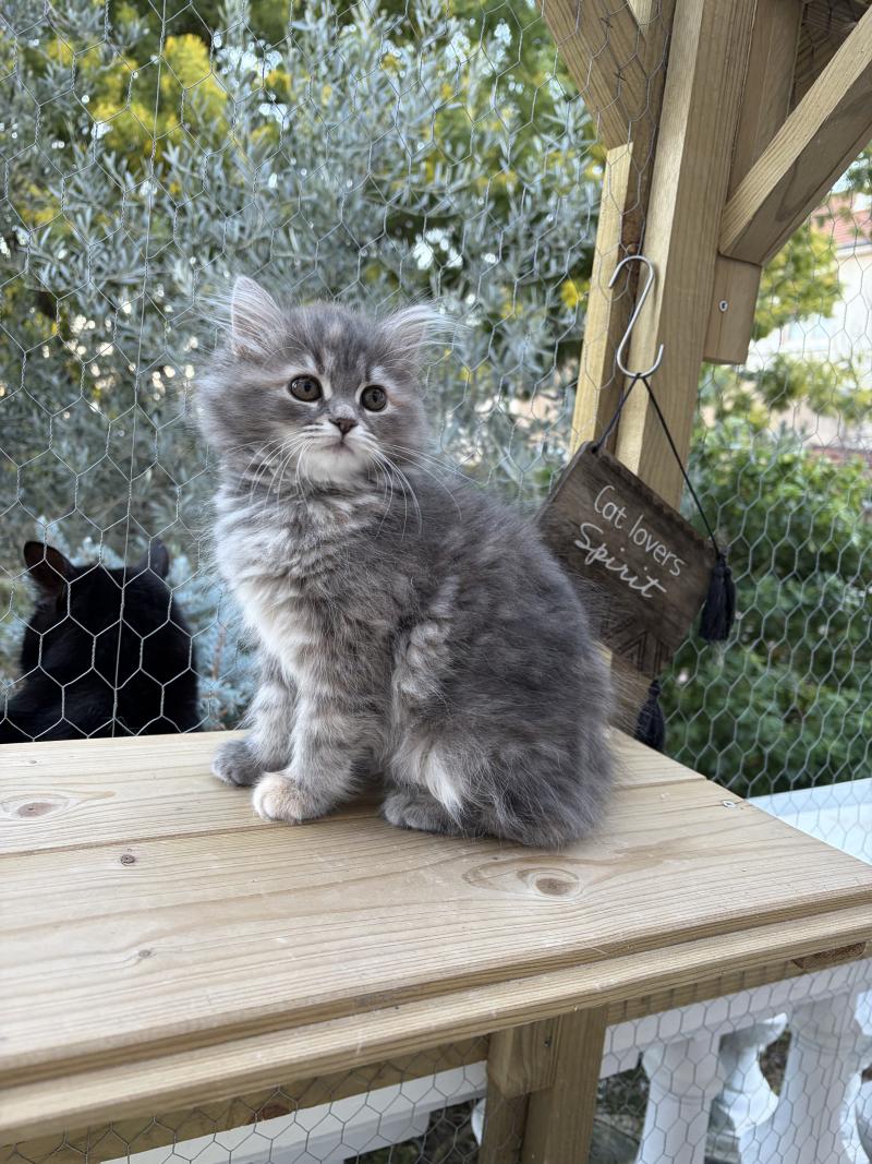 Nevada de l'Ovilloise Femelle Sibérien