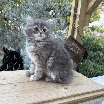 chaton Sibérien blue tortie tabby Nevada Elevage chats sibériens Chatterie Ovilloise - Comportementaliste félin
