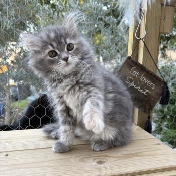 chaton Sibérien blue tortie tabby Nevada Elevage chats sibériens Chatterie Ovilloise - Comportementaliste félin