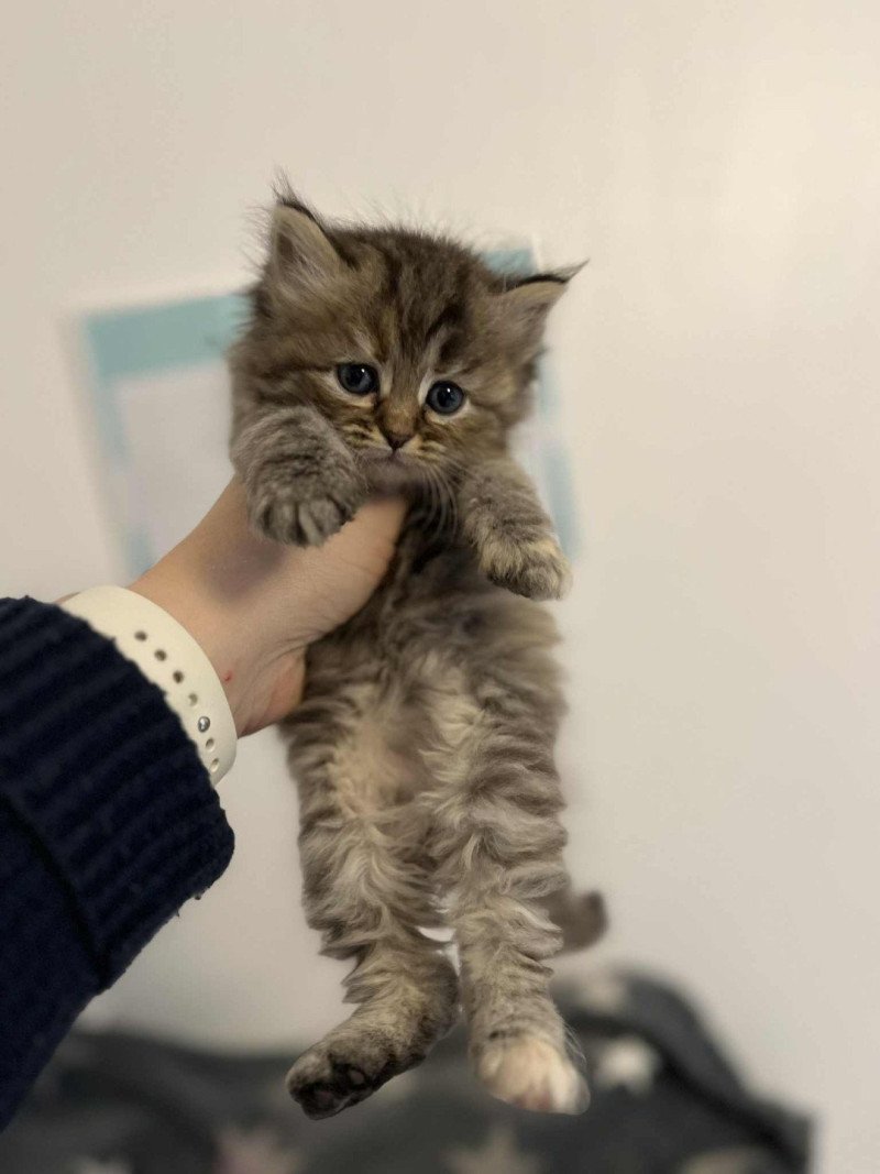 Ava II de l'Ovilloise Femelle Sibérien