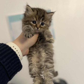 chaton Sibérien Comportementaliste félin - Elevage chats sibériens