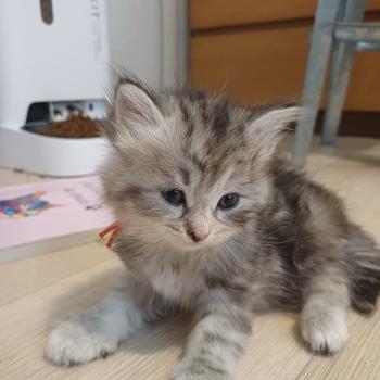 chaton Sibérien Elevage chats sibériens Chatterie Ovilloise - Comportementaliste félin