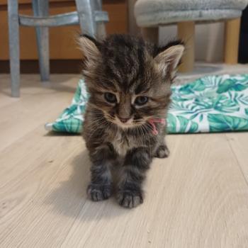 chaton Sibérien Elevage chats sibériens Chatterie Ovilloise - Comportementaliste félin