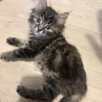 chaton Sibérien Babette Collier Rose Elevage chats sibériens Chatterie Ovilloise - Comportementaliste félin