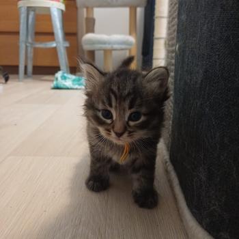 chaton Sibérien Elevage chats sibériens Chatterie Ovilloise - Comportementaliste félin