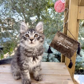 chaton Sibérien brown mackerel tabby Bernard Elevage chats sibériens Chatterie Ovilloise - Comportementaliste félin